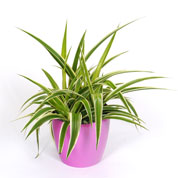 Planta Aranha Ocean + Cachep Rosa